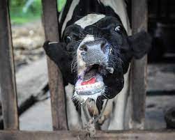 Foot and Mouth Disease (FMD)