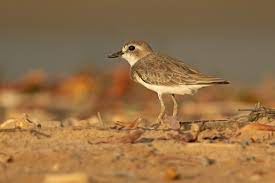 Great Sand-Plover