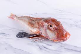 Gurnard Fish