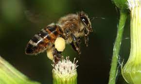European honeybees (Apis mellifera)