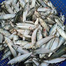 Indian Oil Sardine
