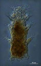 Marine Tardigrade