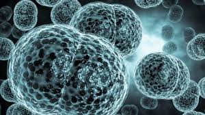 Meningococcal Disease