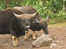 Mithun