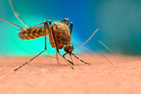 Genetic Engineering of Mosquitoes
