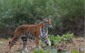 Nagarahole Tiger Reserve