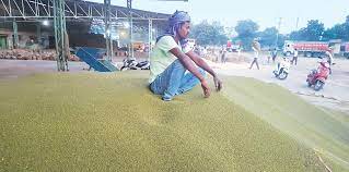 Paradox of Bumper Crop & Rising Cereal Prices