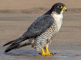 Peregrine Falcons