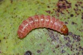 Pink Bollworm
