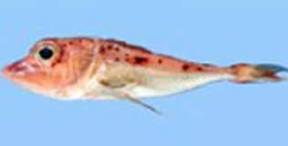 Pterygotrigla intermedica