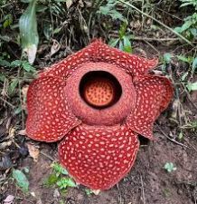 Rafflesia
