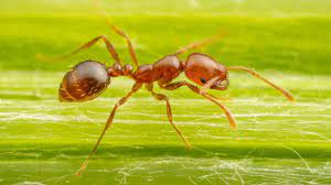 Red Fire Ants