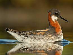 Red-necked Phalarope