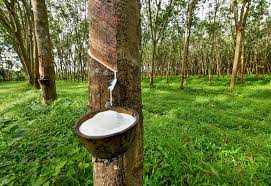Natural Rubber