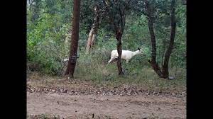 Sambar Deer
