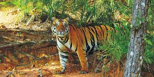 Satkosia Tiger Reserve