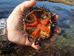 Sea Urchins