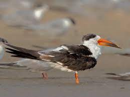 Indian Skimmer