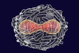Smallpox