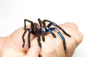 Chilobrachys natanicharum Species