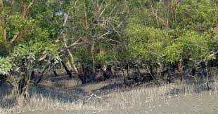 Sundarbans