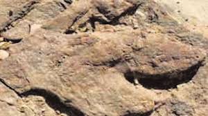 Tharosaurus Indicus