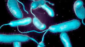 Vibrio vulnificus