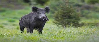 Wild Boars