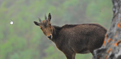Tamil Nadu Launches ‘The Nilgiri Tahr’ Project for Conservation of State Animal