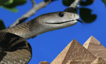 Ancient Egypt’s Rich Diversity of Venomous Snakes: A Recent Study