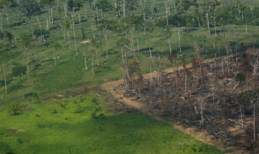 Record High Deforestation in Brazil’s Amazon Raises Environmental Concerns