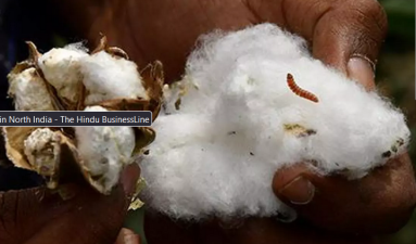 Cotton Curse: Pink Bollworm Inflicts Severe Damage to Bt Cotton in North India