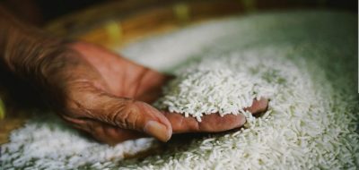 Rice Prices Surge 8.81% in 2022 as Kharif Production Declines