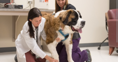 Evaluating Cannabidiol as an Adjunct Treatment for Drug-Resistant Idiopathic Epilepsy in Dogs