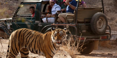 Uttarakhand Government Establishes Rajaji Tiger Reserve Conservation Foundation