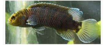 Badis Limaakumi