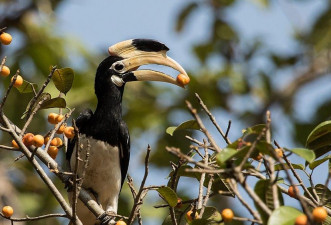 Climate Change Impacting Dandeli Ecosystem