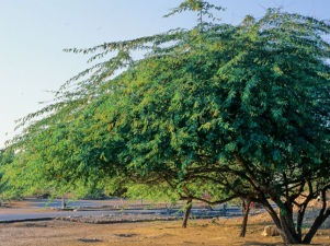 NSG tackles Invasive Plant in the Aravallis