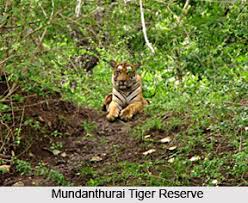Kalakkad-Mundanthurai Tiger Reserve