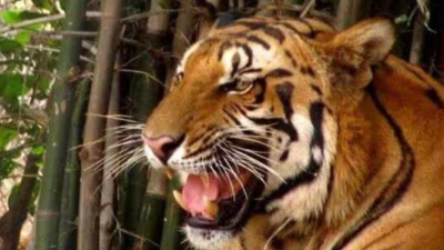Goa Directed to Notify Mhadei Wildlife Sanctuary as Tiger Reserve by Bombay High Court