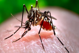 Alarming Surge: 423 Dengue Cases Reported in a Single Day in the State