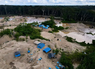Gold Mining Spreads Mercury Contamination to Tropical Birds, Study Reveals