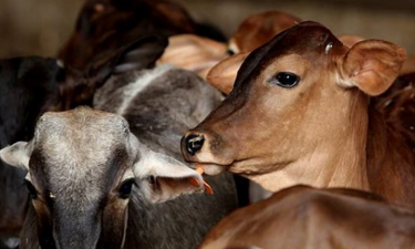 Centre Deploys National Level Monitors for Oversight of Livestock Schemes