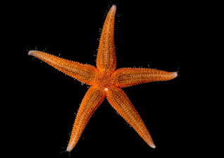 Sea Stars Are Largely Heads Without Torsos, Genetic Study Reveals