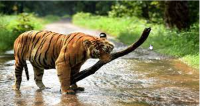 The Fauna of Eastern Ghats