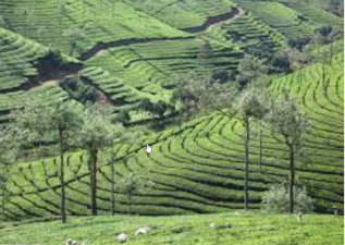The Cardamom Hills