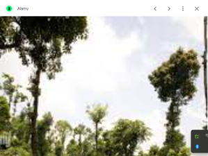 Vegetation of Western Ghats