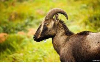 Fauna of Western Ghats