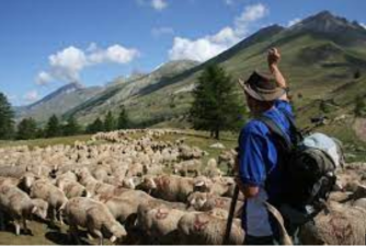 Transhumance