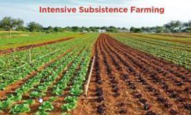 Intensive Subsistence Agriculture